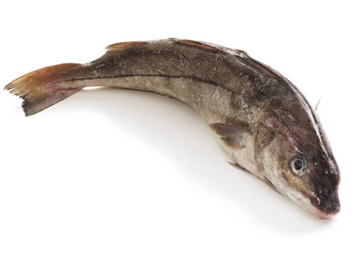 haddock