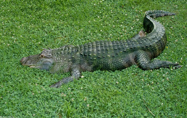 alligator