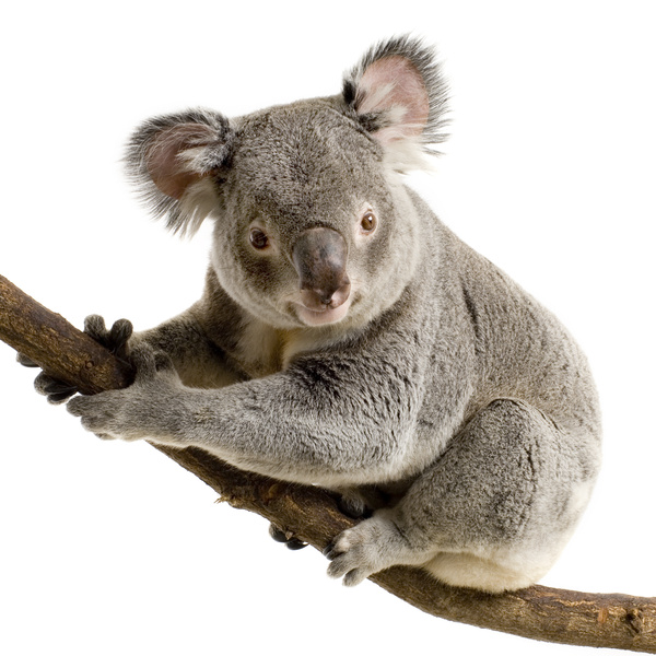 koala