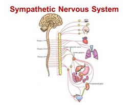 sympathetic nervous system