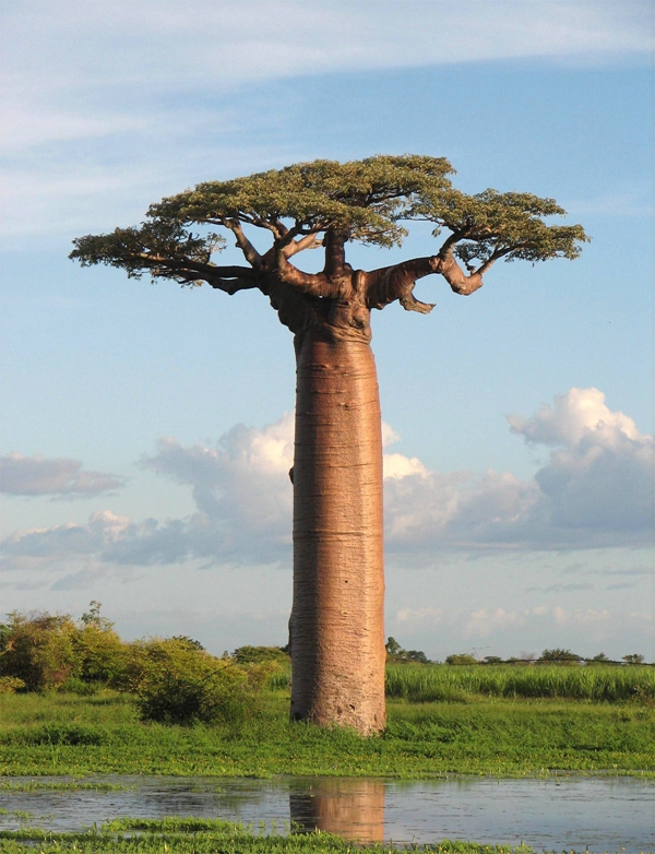 baobab