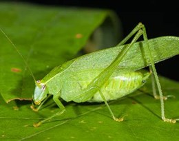 katydid